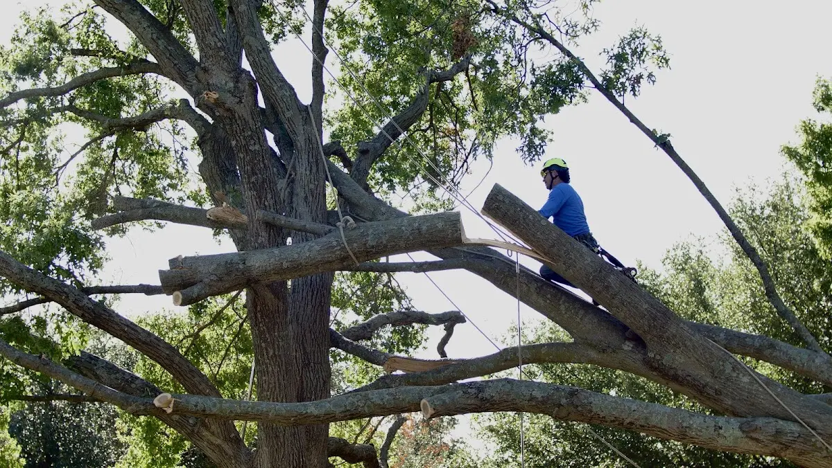 Professional Hazardous Tree Removal performed by certified arborists in Bridgton