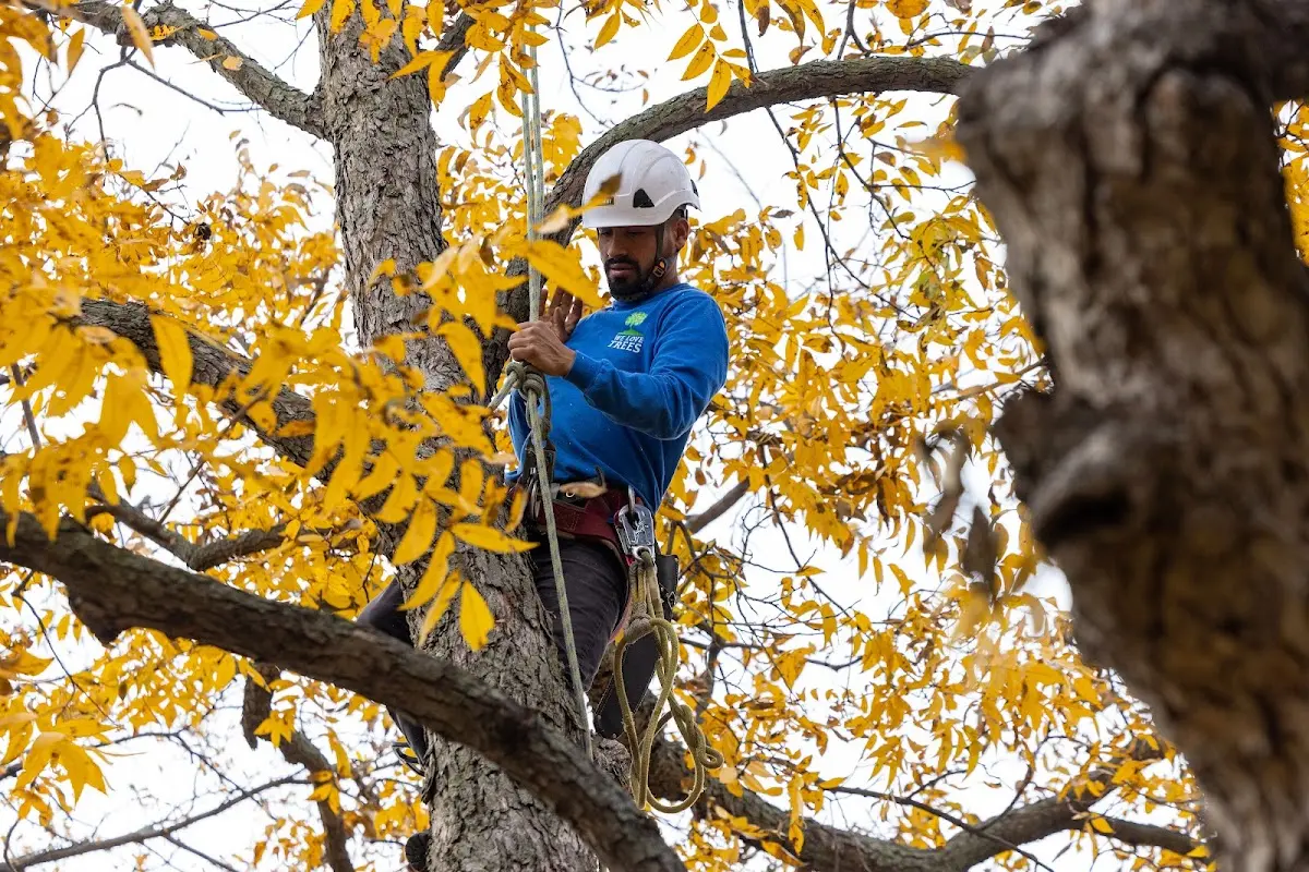 Skilled Tree Pruning crew working in Bridgton