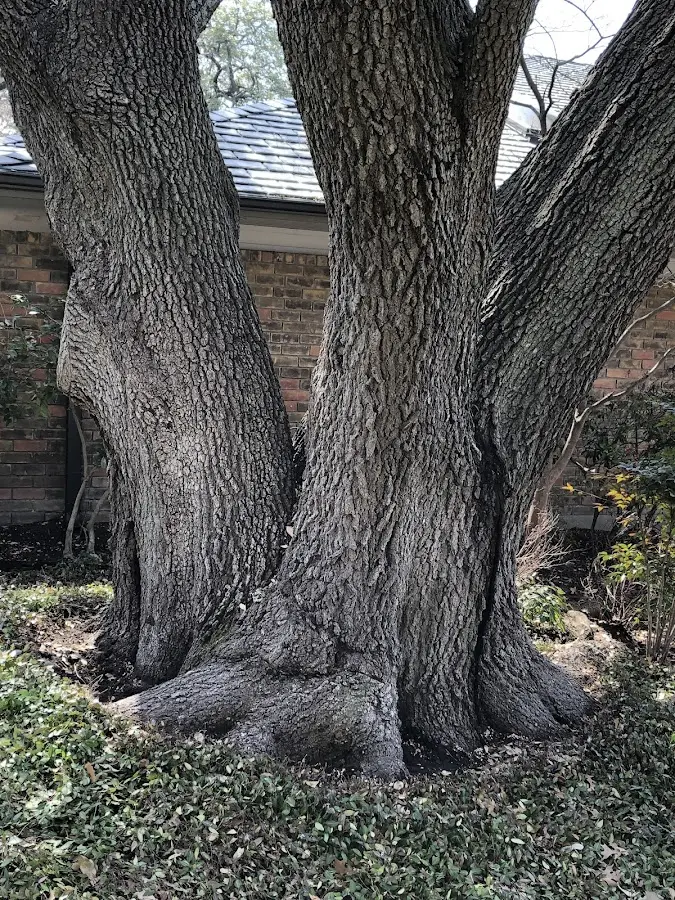 Mature heritage tree close to a Bridgton property cared for by certified arborists