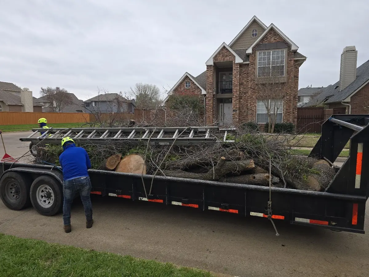 Expert Tree Pest Control with proper safety equipment in Bridgton